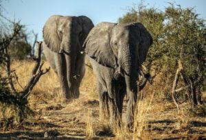 Chobe National Park - Elephant - Think Africa Travel - Your African ...